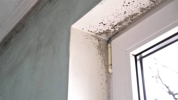 Best Local Mold Removal Service  in National Park, NJ