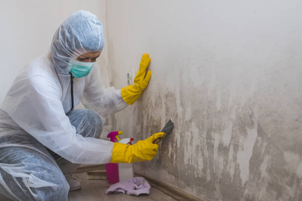 Best Attic Mold Removal  in National Park, NJ