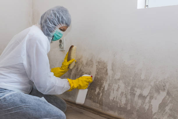 Best Mold Damage Repair  in National Park, NJ